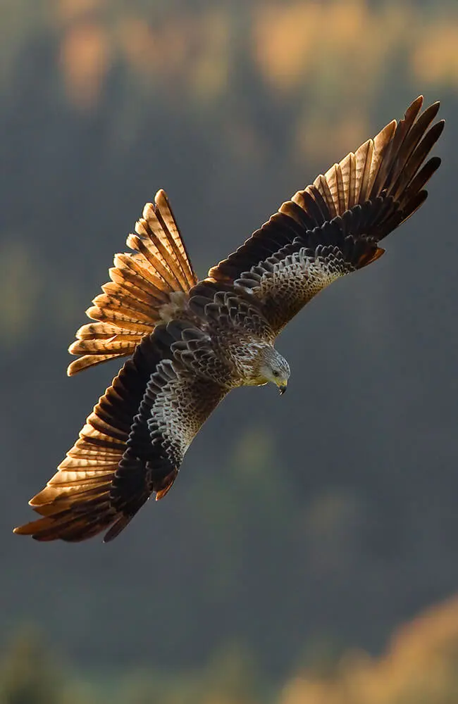 Aillwee-Gallery-red-kite