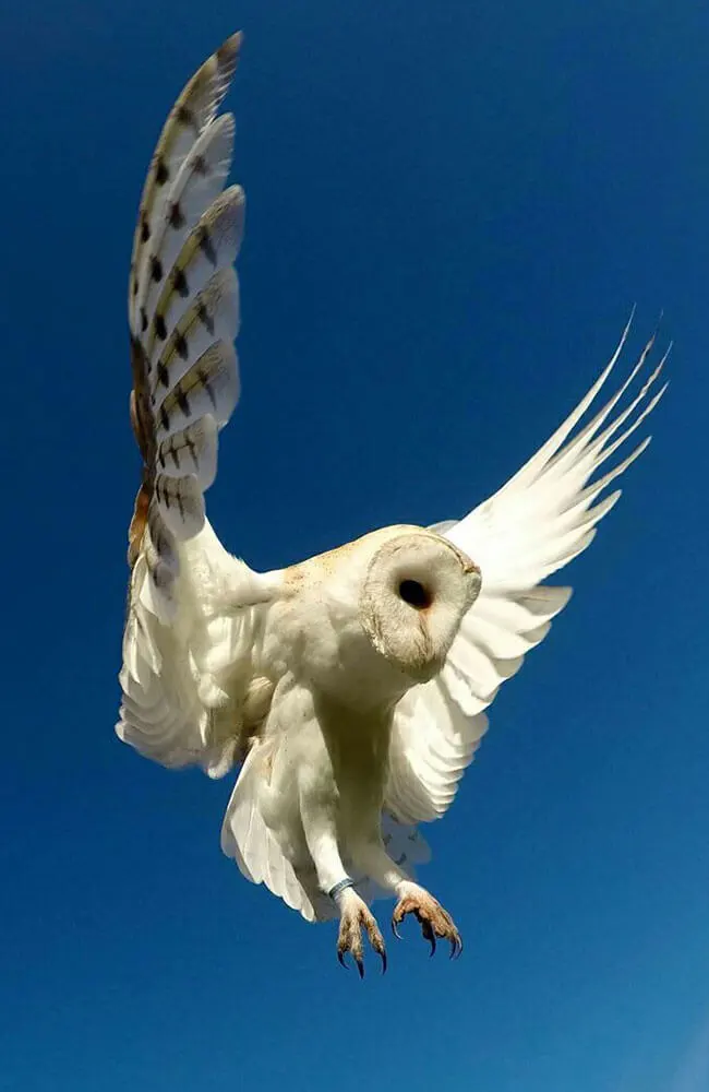 Aillwee-Gallery-Owl