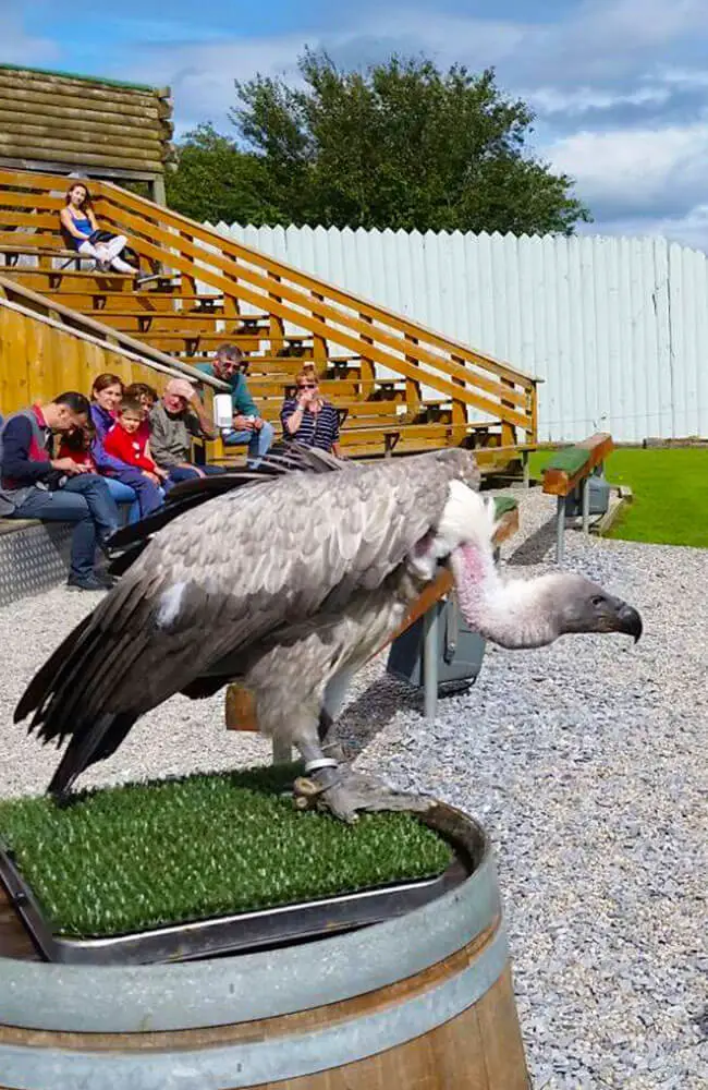Aillwee-Gallery-Vulture